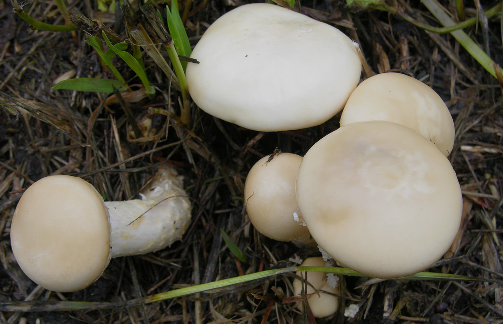 Agrocybe molesta(Lasch)Singer
